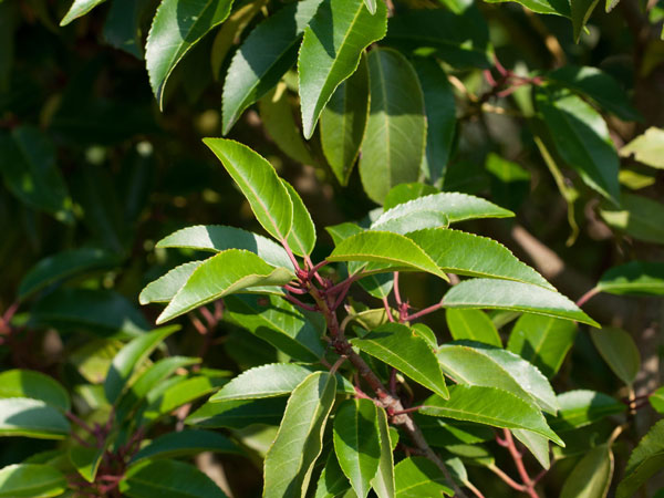 Prunus lusitanica 'Angustifolia', Portugiesischer Kirschlorbeer