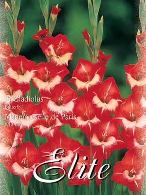 Schmetterlings-Gladiole 'Mademoiselle de Paris', Gladiolus (Art.Nr. 521354)