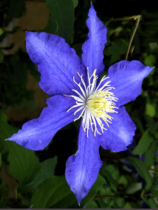 Einzelblüte der Clematis 'Lasurstern'