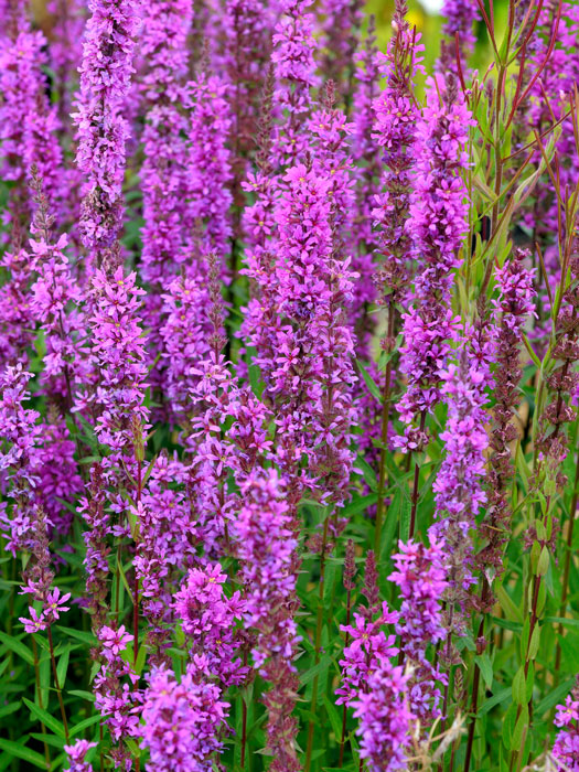 Lythrum salicaria (M),  Blutweiderich