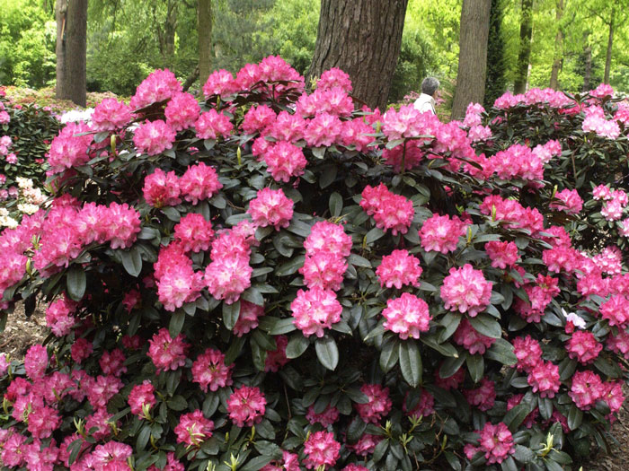 Rhododendron yakushimanum 'Anuschka'