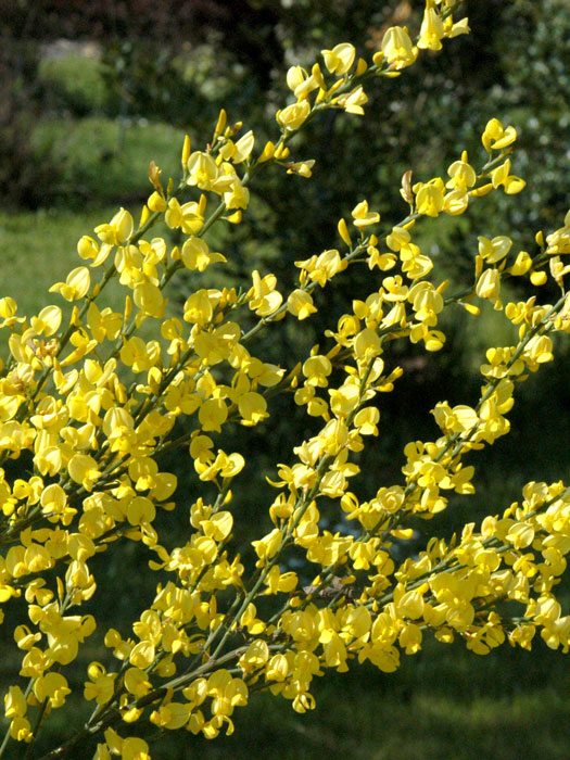 Blüte des Elfenbein-Ginsters