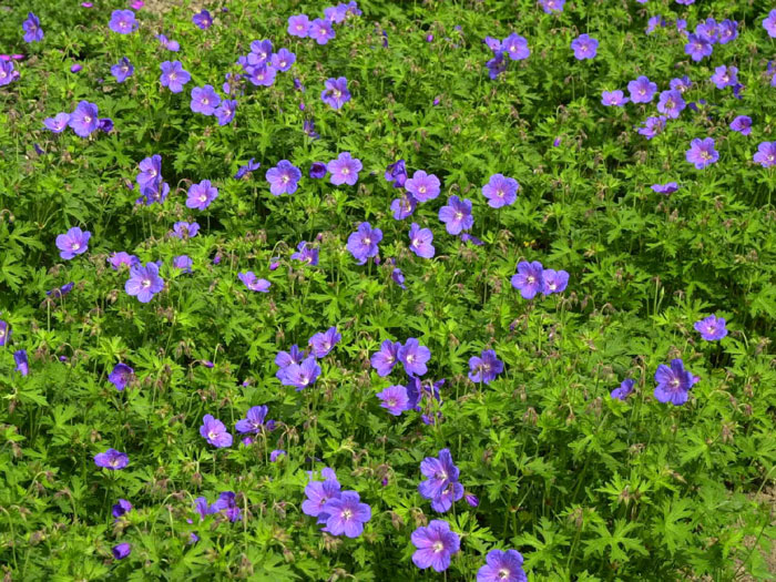 Geranium himalayense 'Gravetye', Himalaja-Storchschnabel, Wiesenstorchschnabel