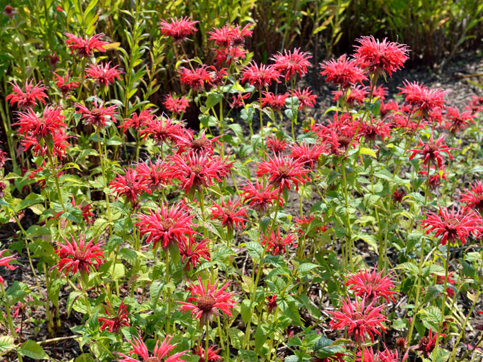 Monarda fistulosa 'Gardenview Red', Indianernessel