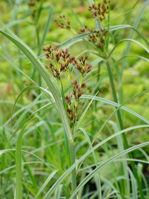 Cyperus longus, Hohes Zyperngras