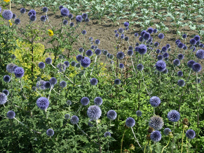 Echinops ritro, Kugeldistel, ruthenische Kugeldistel