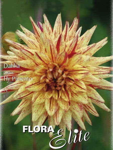 Kaktus-Dahlie 'Hy Pimento', Dahlia (Art.Nr. 520038)