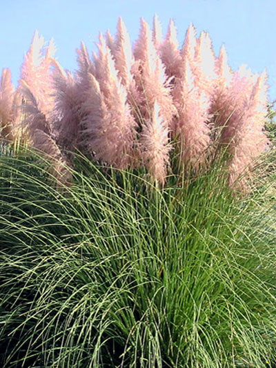 Cortaderia selloana 'Rosa Feder', Rosa Pampasgras