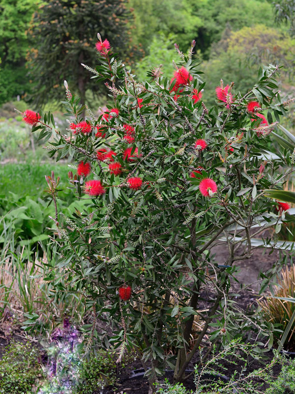 Callistemon laevis, Zylinderputzer