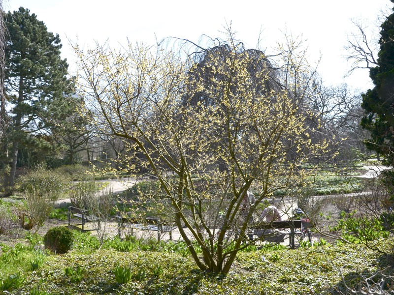 Chimonanthus praecox, Chinesische Winterblüte