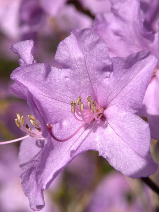 Rhododendron praecox, wintergrüner Rhododendron