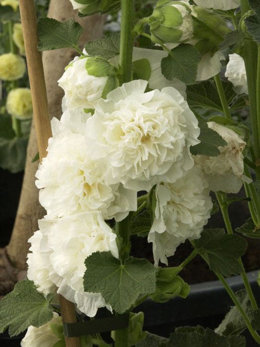 Alcea rosea 'Pleniflora' weiß (M), Stockrose, gefüllte Stockmalve