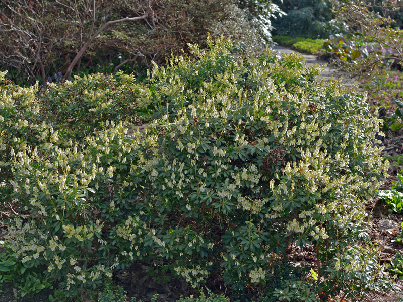 Pieris japonica 'Prelude', Schattenglöckchen