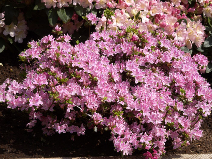 Rhododendron obtusum 'Kermesina Rose', wintergrüne japanische Gartenazalee