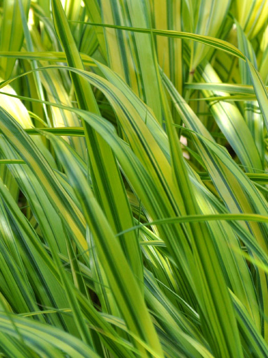 Hakonechloa macra 'Aureola' (M), Japanisches Gold-Berggras