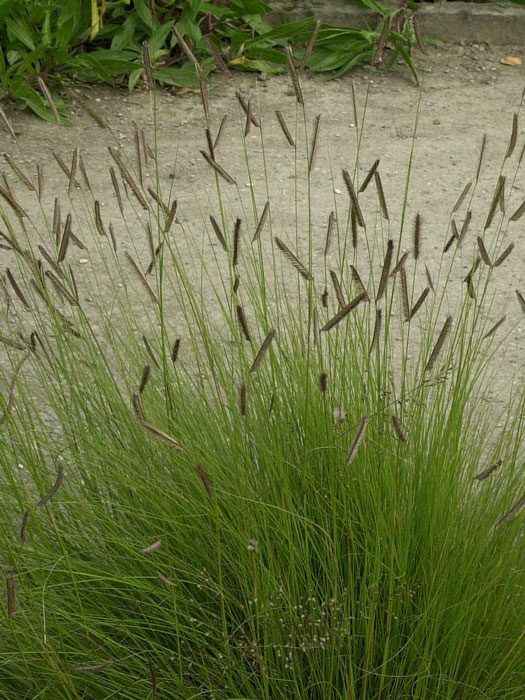 Bouteloua gracilis (M), Moskitogras,  Haar-Schotengras