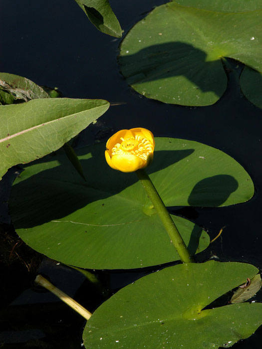 Nuphar lutea, Teichmummel, gelbe Teichrose