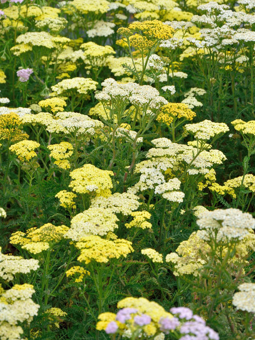 Achillea filipendulina 'Credo' (M), Schafgarbe, Goldquirl-Garbe