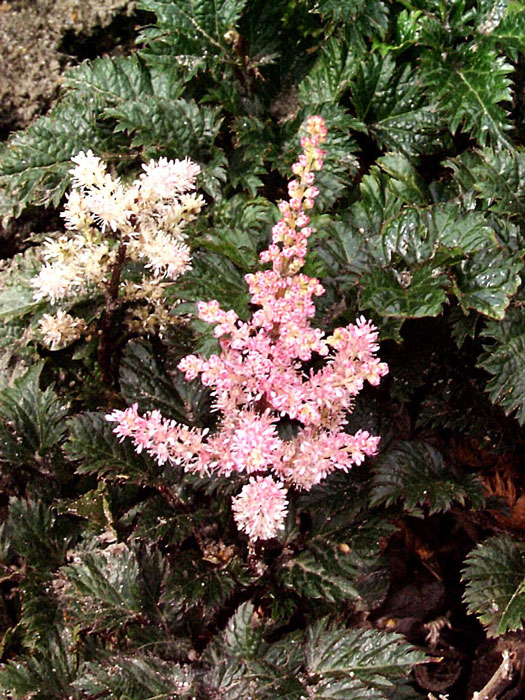 Blatt und Blüte auf einen Blick