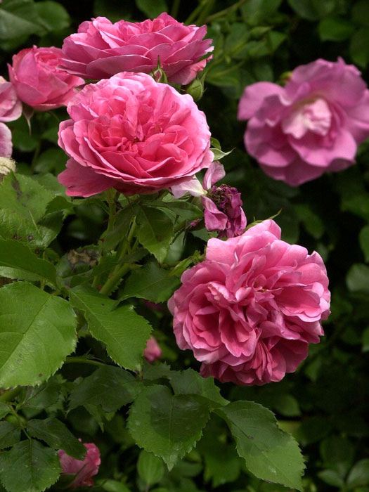 Blüte der Rose Rosarium Uetersen