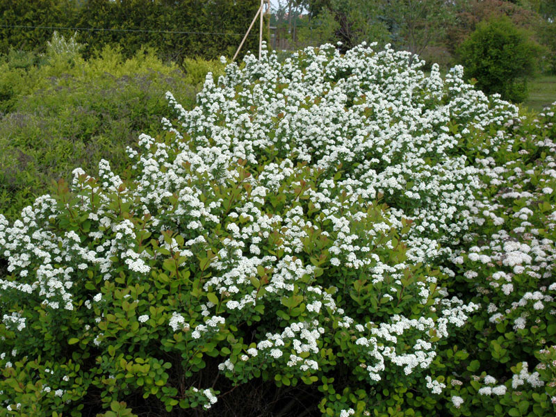 Spiraea betulifolia, Birkenblättrige Spiere