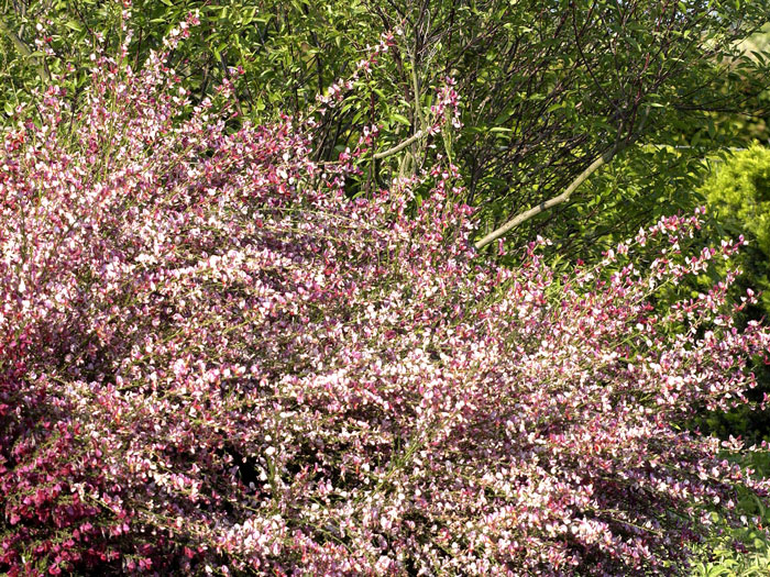 Der rote Elfenbein-Ginster