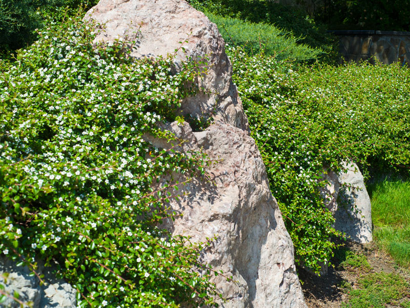 Cotoneaster dammeri radicans, Teppichmispel, Zwergmispel