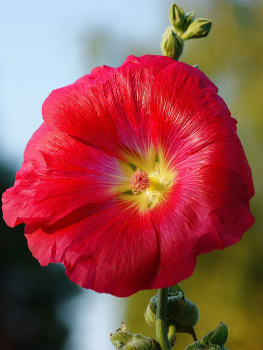 Alcea rosea 'Mars Magic' (M), Stockrose, englische Stockrose, Spotlight-Stockrose