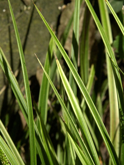 Carex morrowii 'Variegata' (M), Weißrandige Japan-Segge