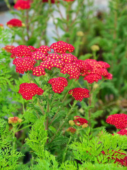 Achillea millefolium 'Tutti Frutti Pomegranate'®, Schafgarbe