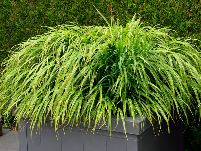 Hakonechloa macra 'Aureola' (M), Japanisches Gold-Berggras