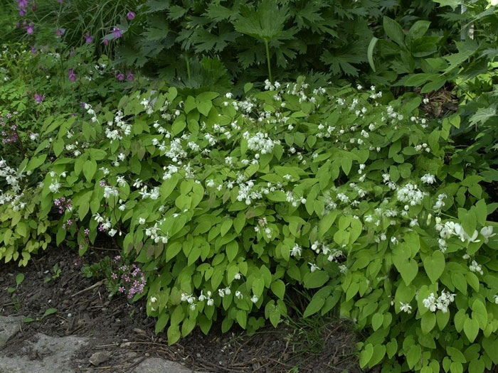 Der Wuchs der Elfenblume 'Niveum'