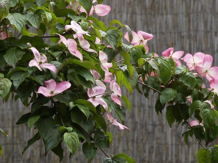 Zweig eines blühenden Blumenhartriegels 'Satomi'