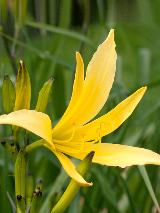 Hemerocallis citrina, Zitronen-Taglilie