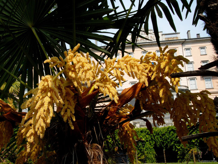 Blütenstand der Hanfpalme