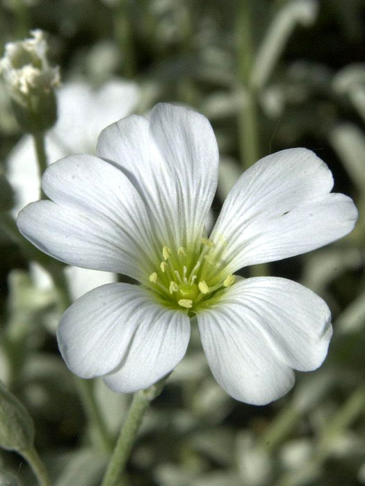 Cerastium tomentosum 'Silberteppich', Silberhornkraut, filziges Hornkraut