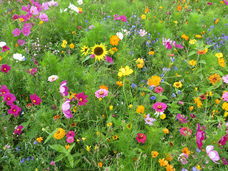 Blumenwiese - Meissner Blütenfeuerwerk