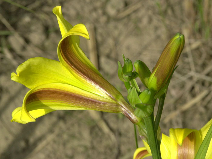 Hemerocallis x cultorum 'Lemon Bells', Garten-Taglilie