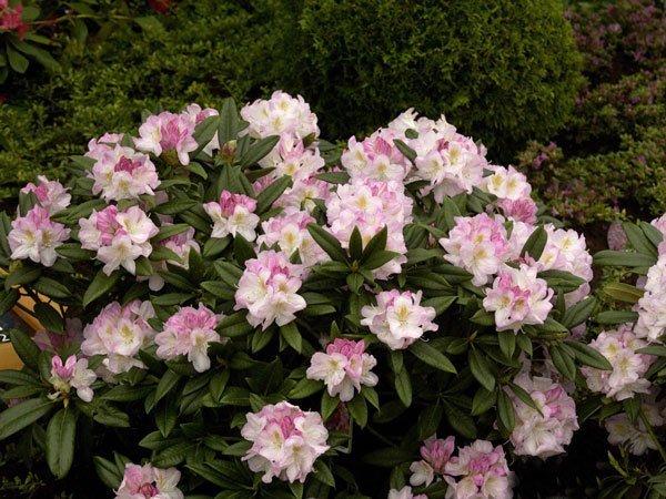 Rhododendron 'Brigitte'