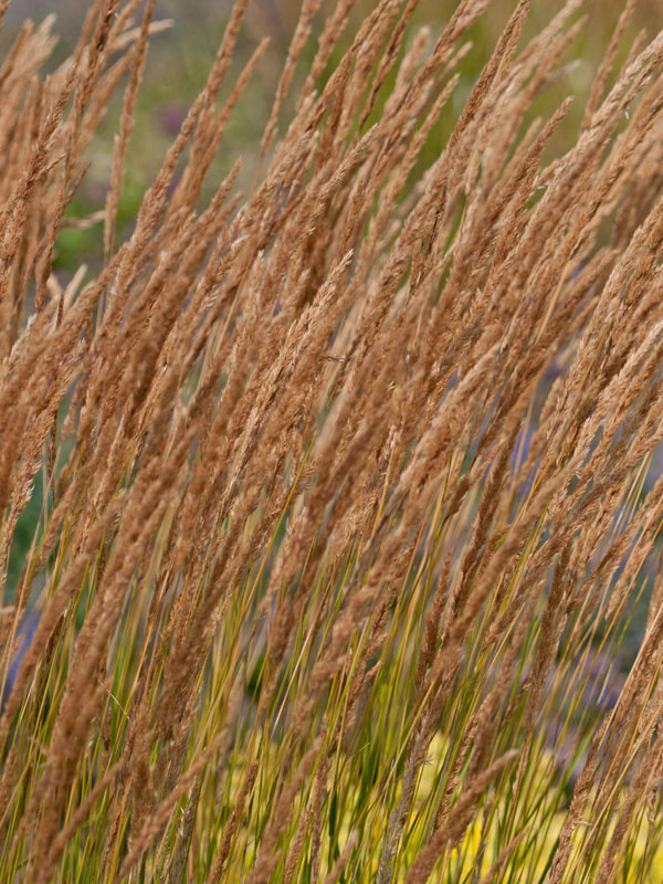 Calamagrostis x acutiflora 'Karl Förster' (M), Garten-Reitgras, Sandrohr