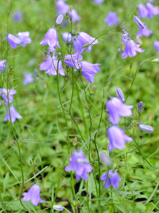 Campanula rotundifolia 'Olympica', Rundblättrige Glockenblume