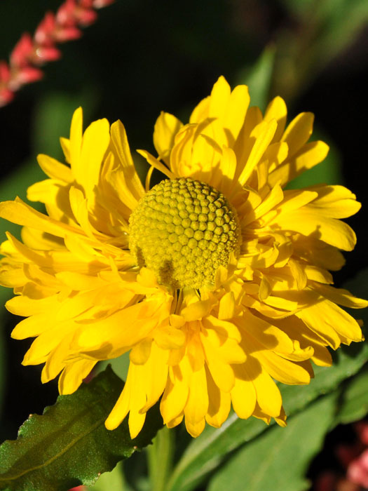 Helenium x cultorum 'Double Trouble', Garten-Sonnenbraut