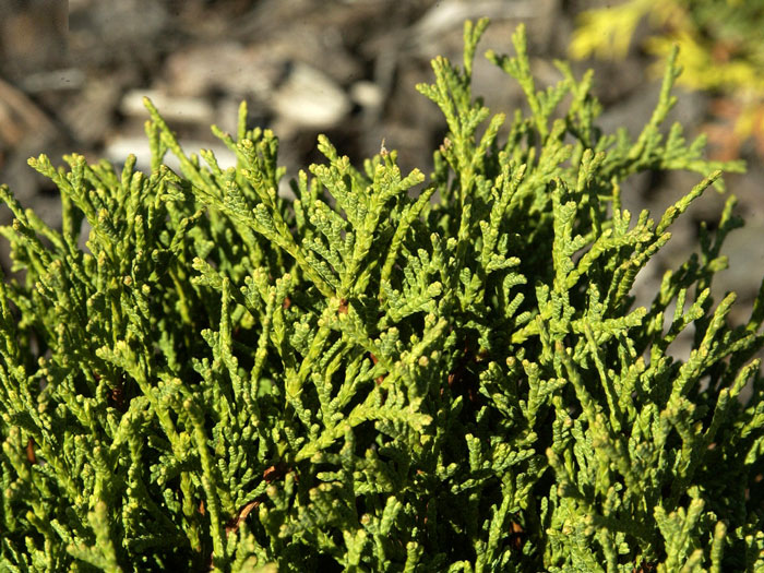 Thuja Danica Nadeln