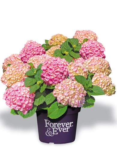 Hortensie Forever & Ever Double Pink