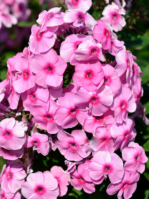 Phlox paniculata 'Fondant Fancy', Flammenblume, Sommerphlox