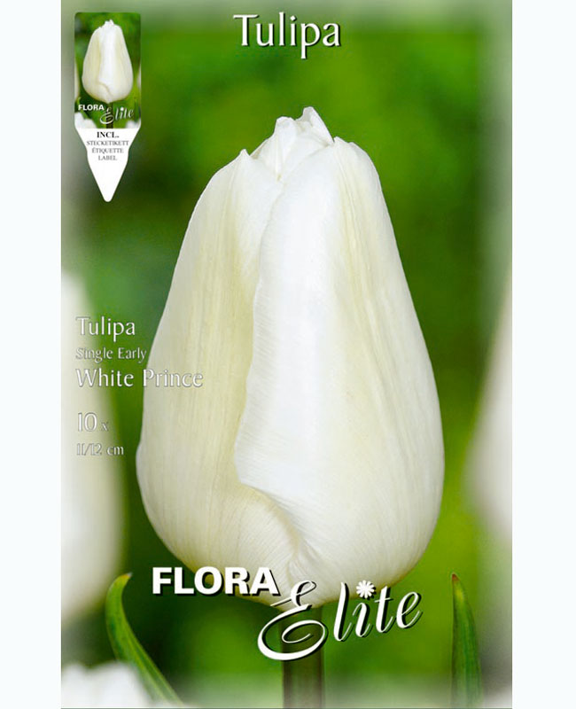 Einfache frühe Tulpe 'White Prince' (Art.Nr. 5951280)