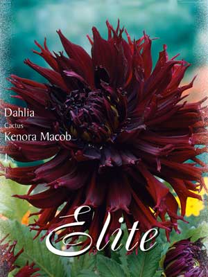 Kaktus-Dahlie 'Kenora Macob', Dahlia (Art.Nr. 520330)