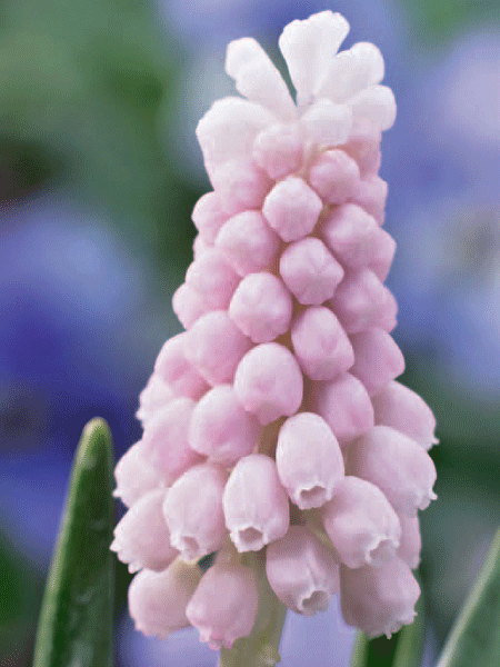 Traubenhyazinthe 'Pink Sunrise', Muscari (Art.Nr. 597192)