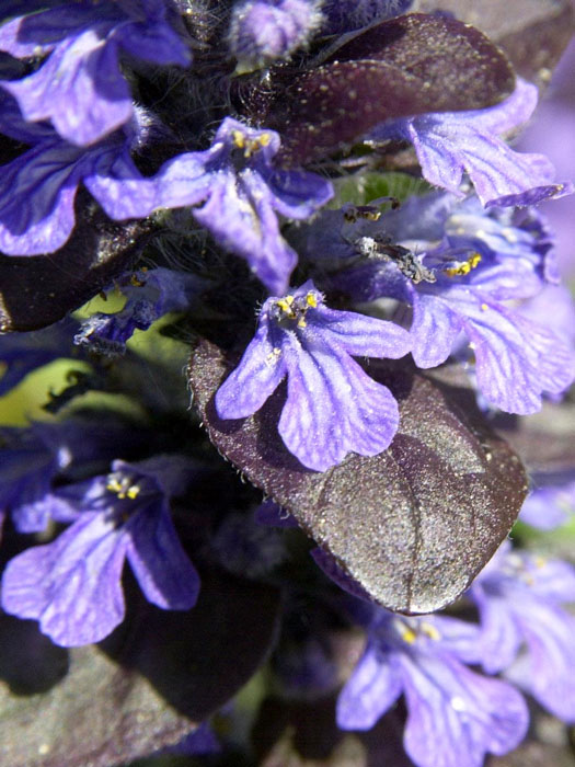 Blüte des rotblättrigen Gartengünsels