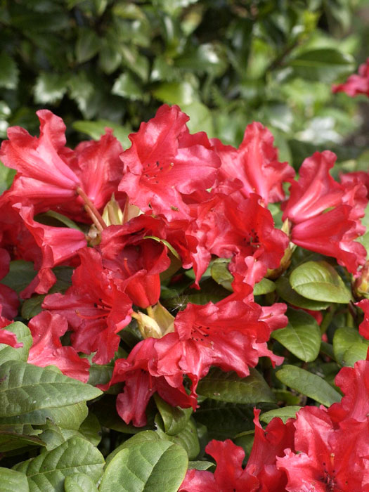 Rhododendron repens 'Scarlet Wonder'